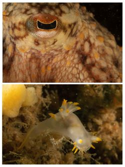 Poulpe et nudibranche